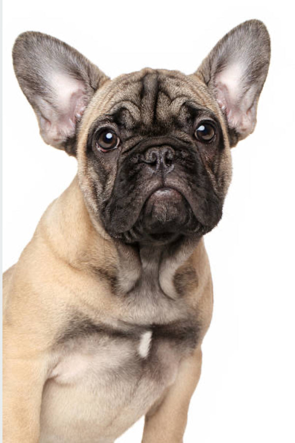 Bulldog Frances