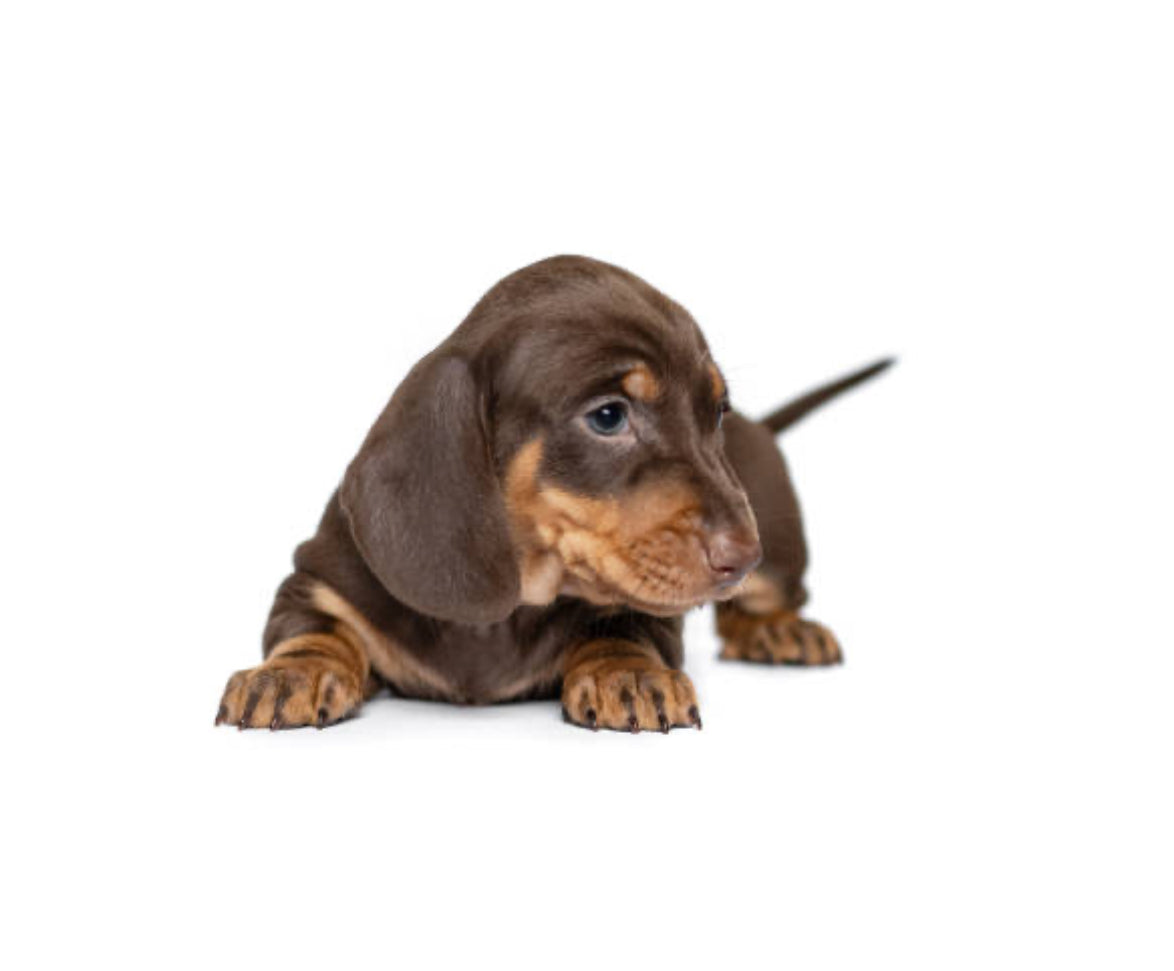 Dachshund Standard (Teckel Estándar)