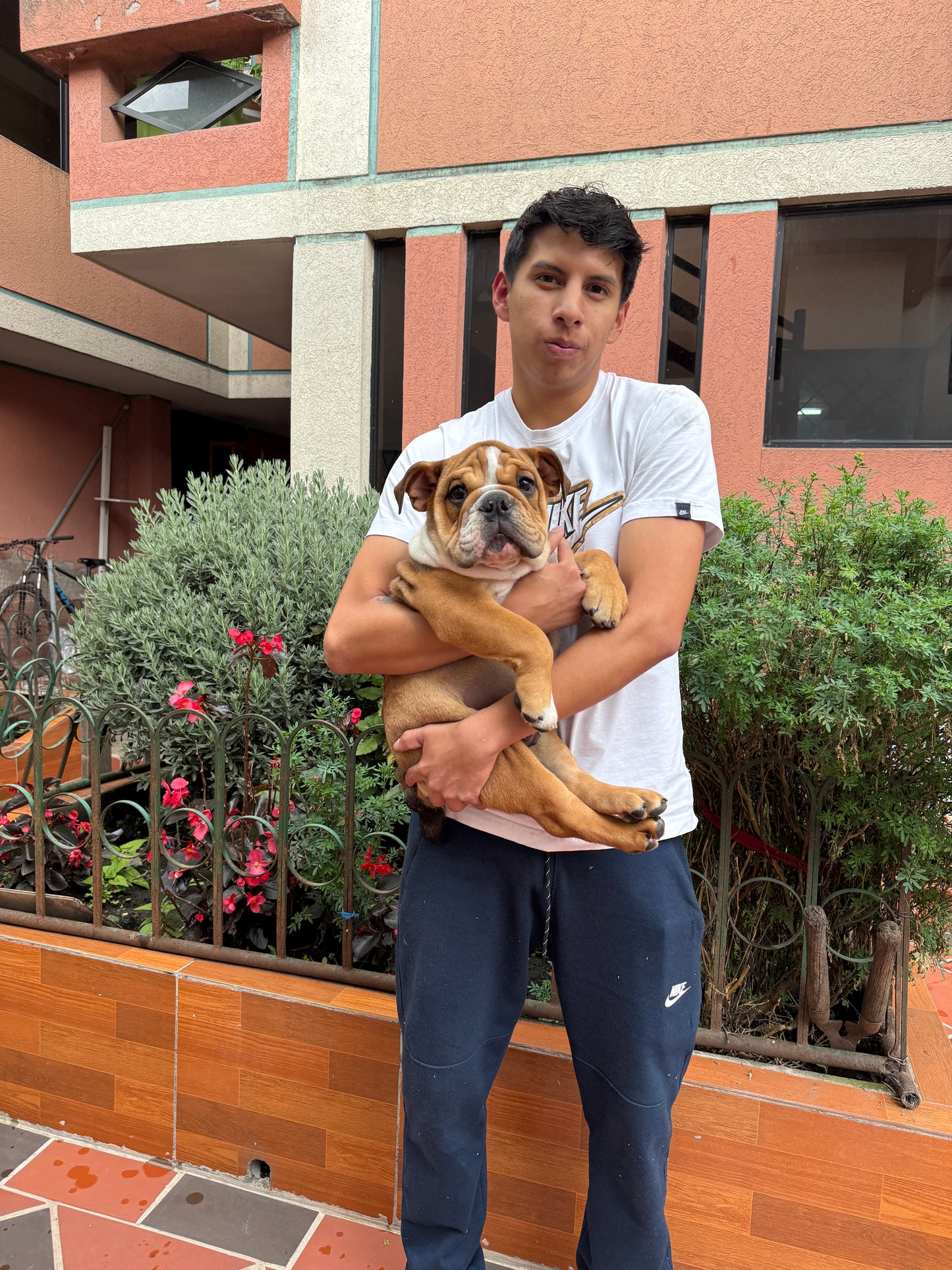 Bulldog Inglés