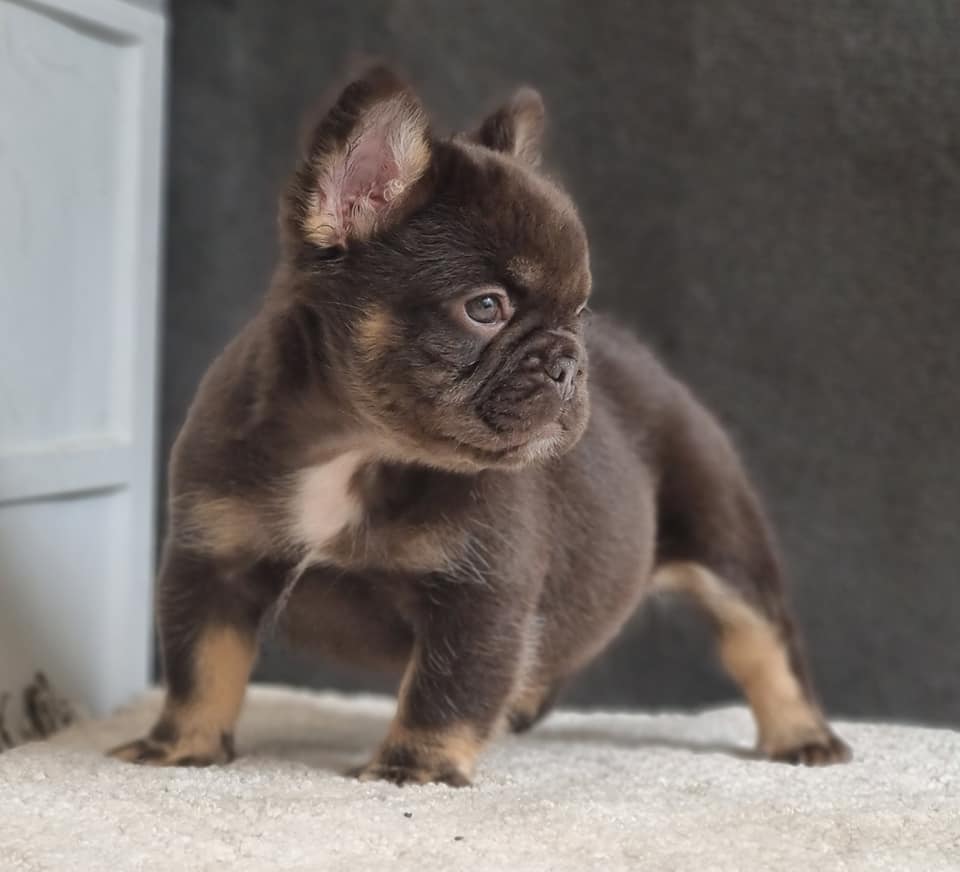 Buldog frances Fluffy