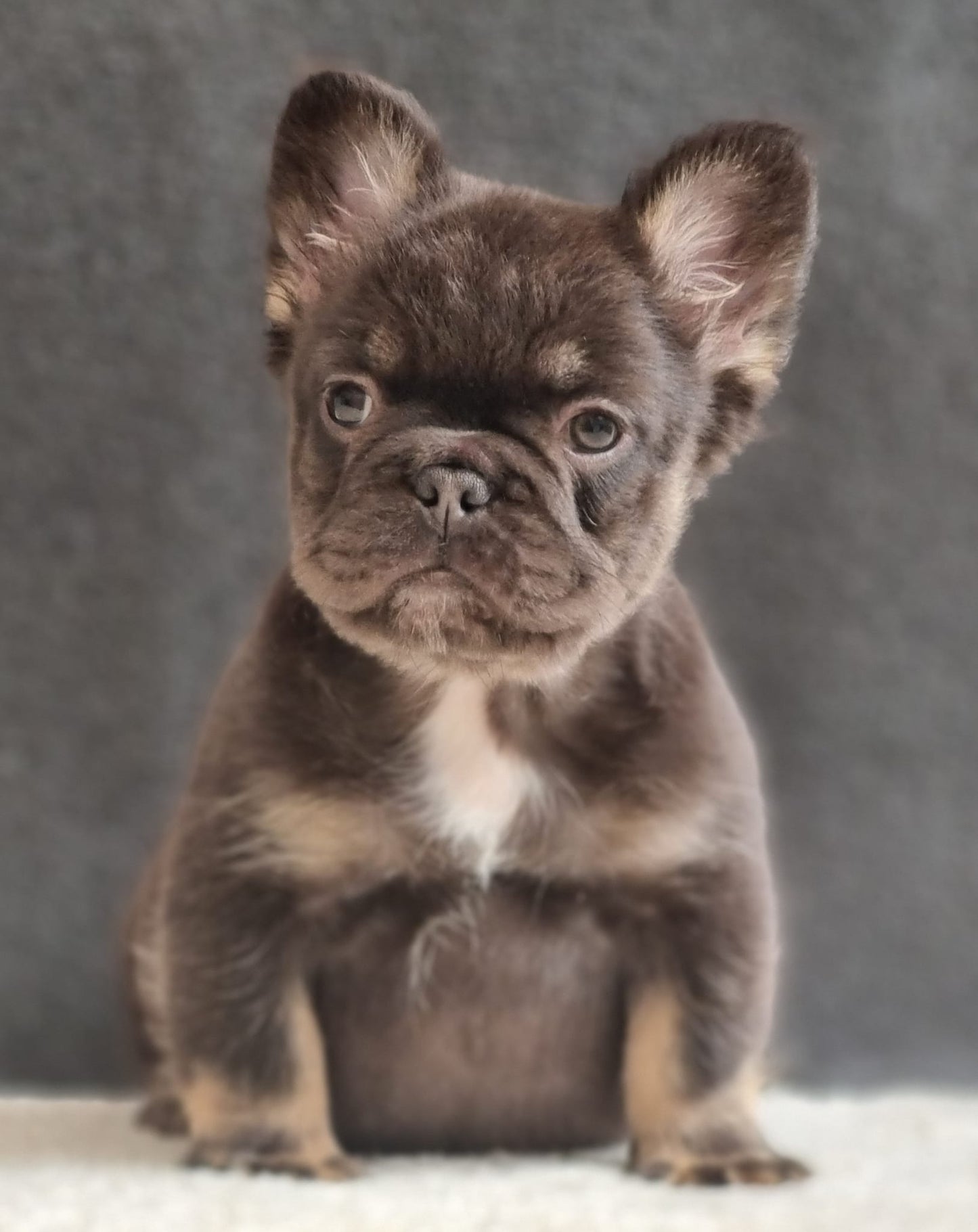 Buldog frances Fluffy