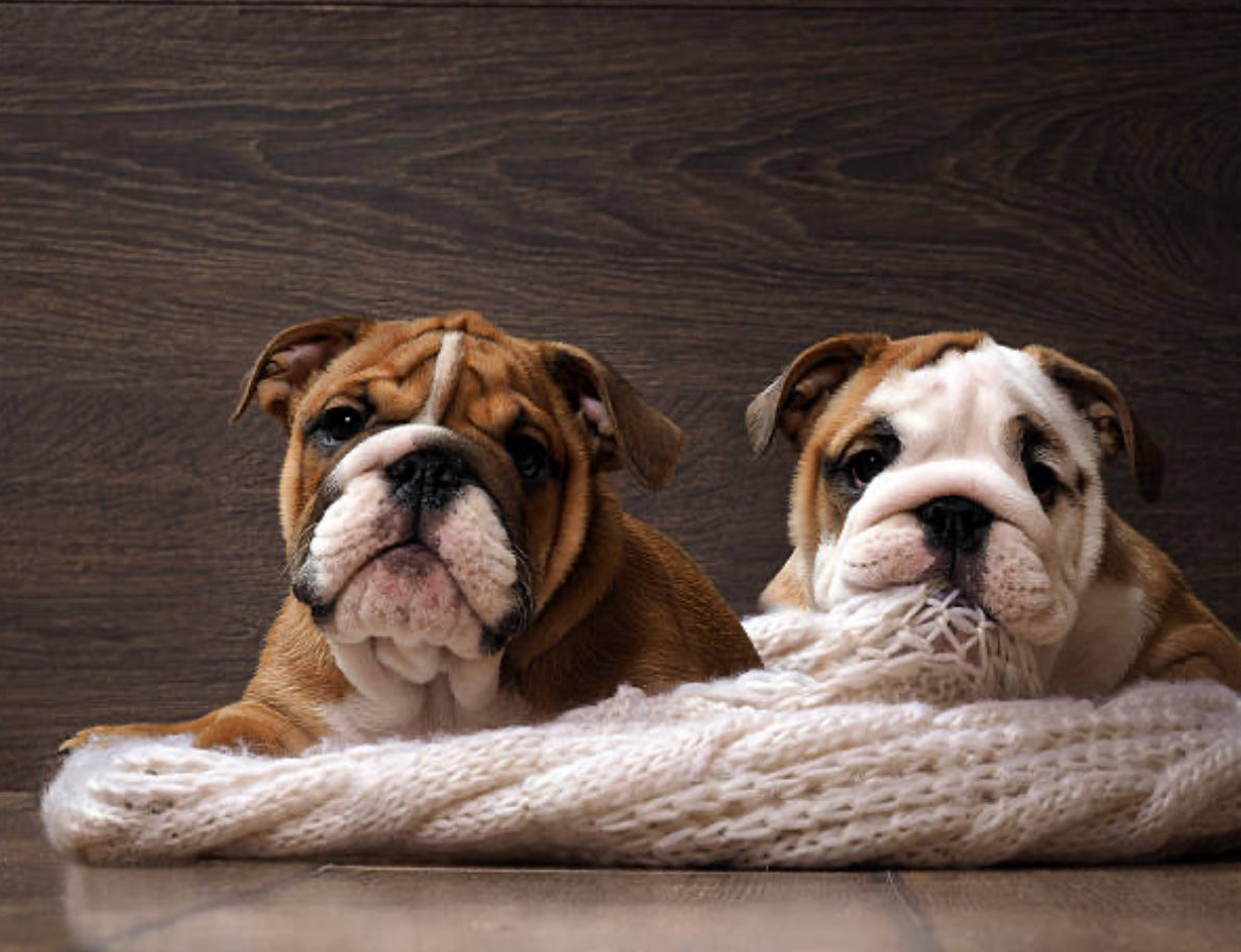 Bulldog Inglés
