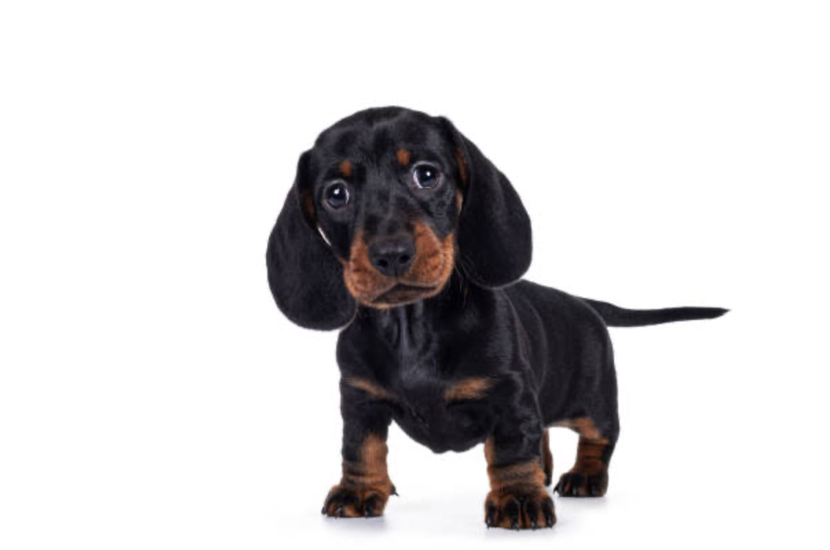 Dachshund Standard (Teckel Estándar)