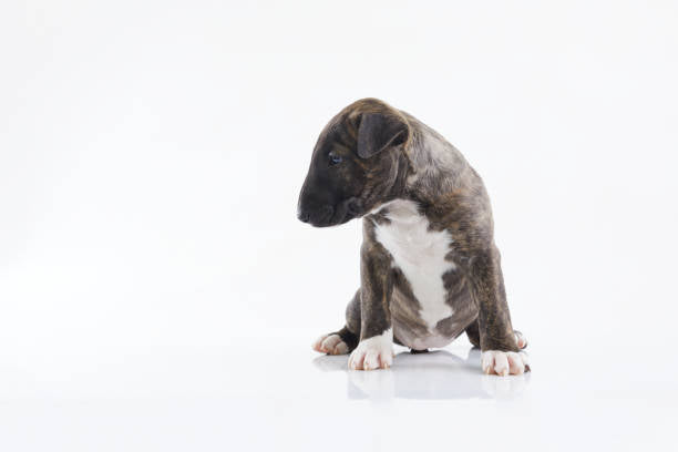 Bull Terrier