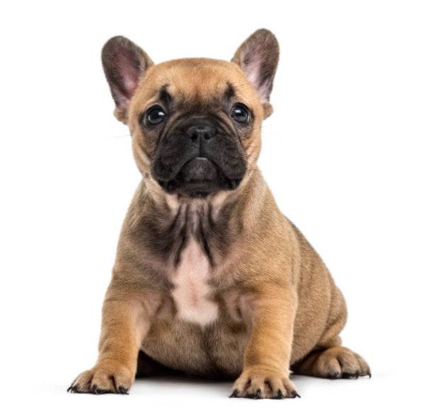 Bulldog Frances