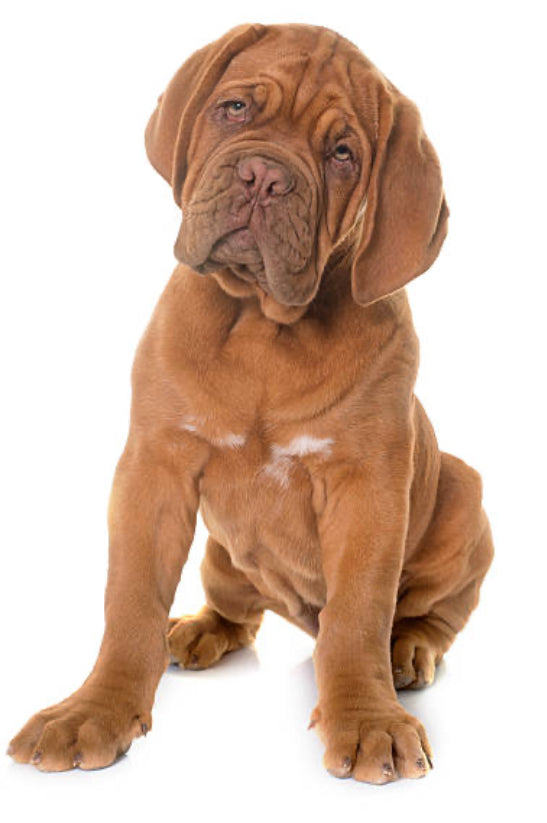 Dogo de Burdeos