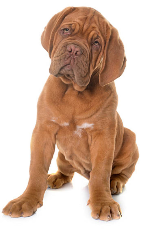 Dogo de Burdeos
