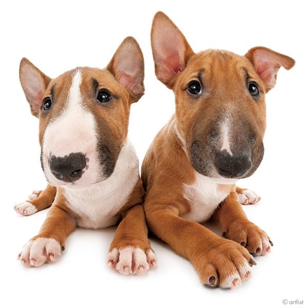 Bull Terrier