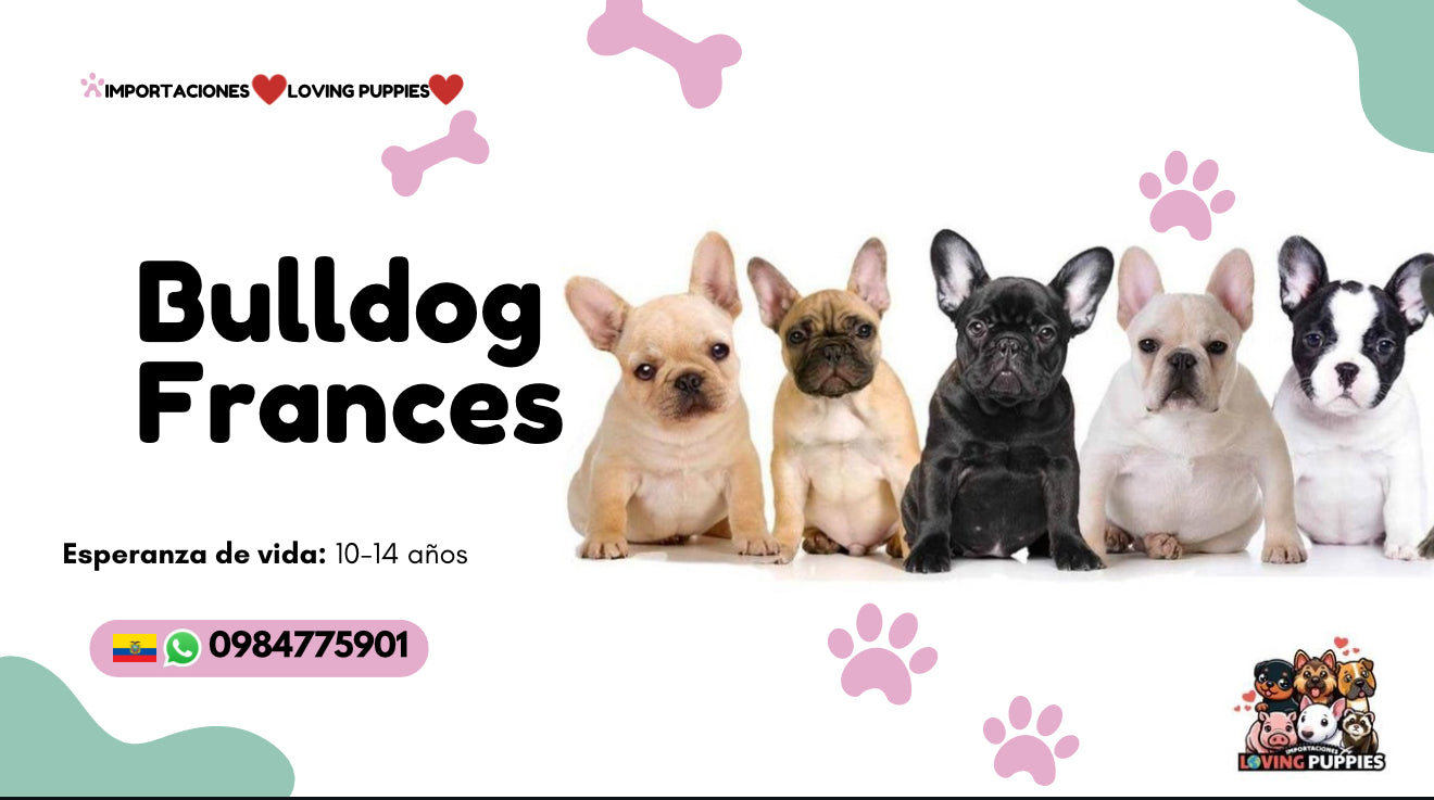 Bulldog Frances