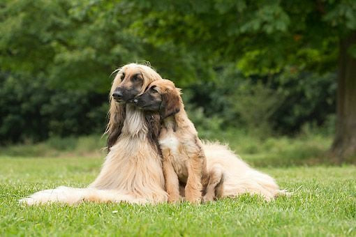 Afghan Hound (Galgo Afgano)