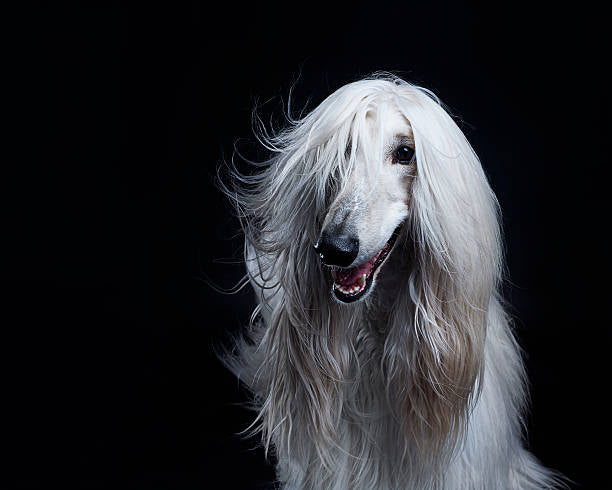 Afghan Hound (Galgo Afgano)