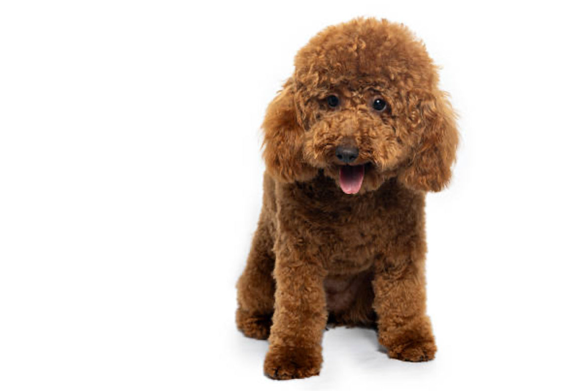 Caniche Toy