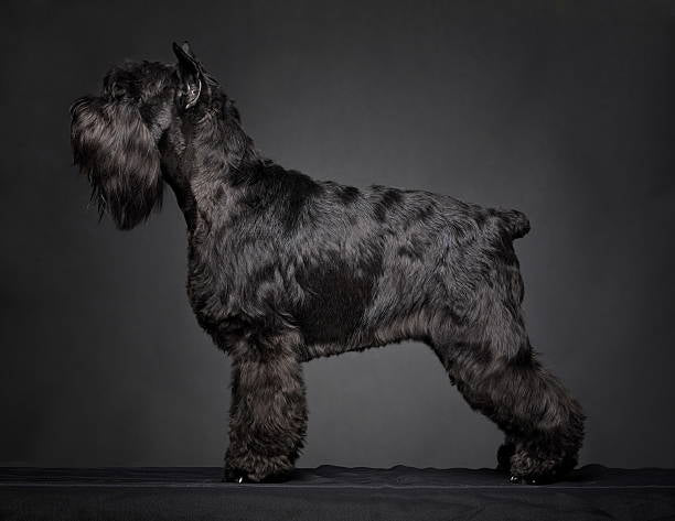 Schnauzer Gigante