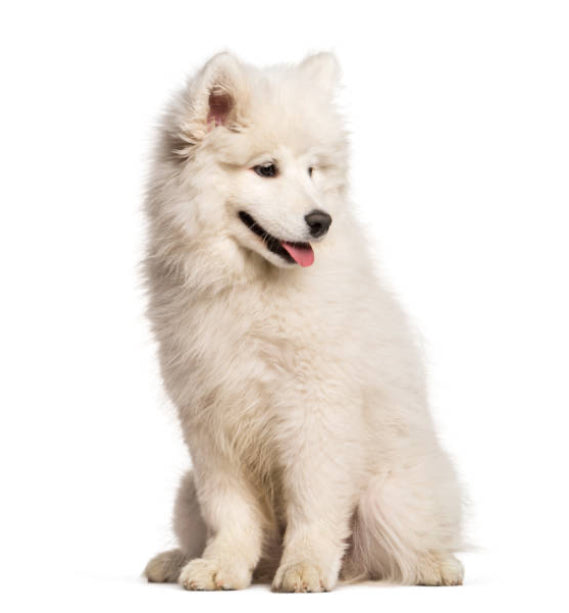 Samoyedo