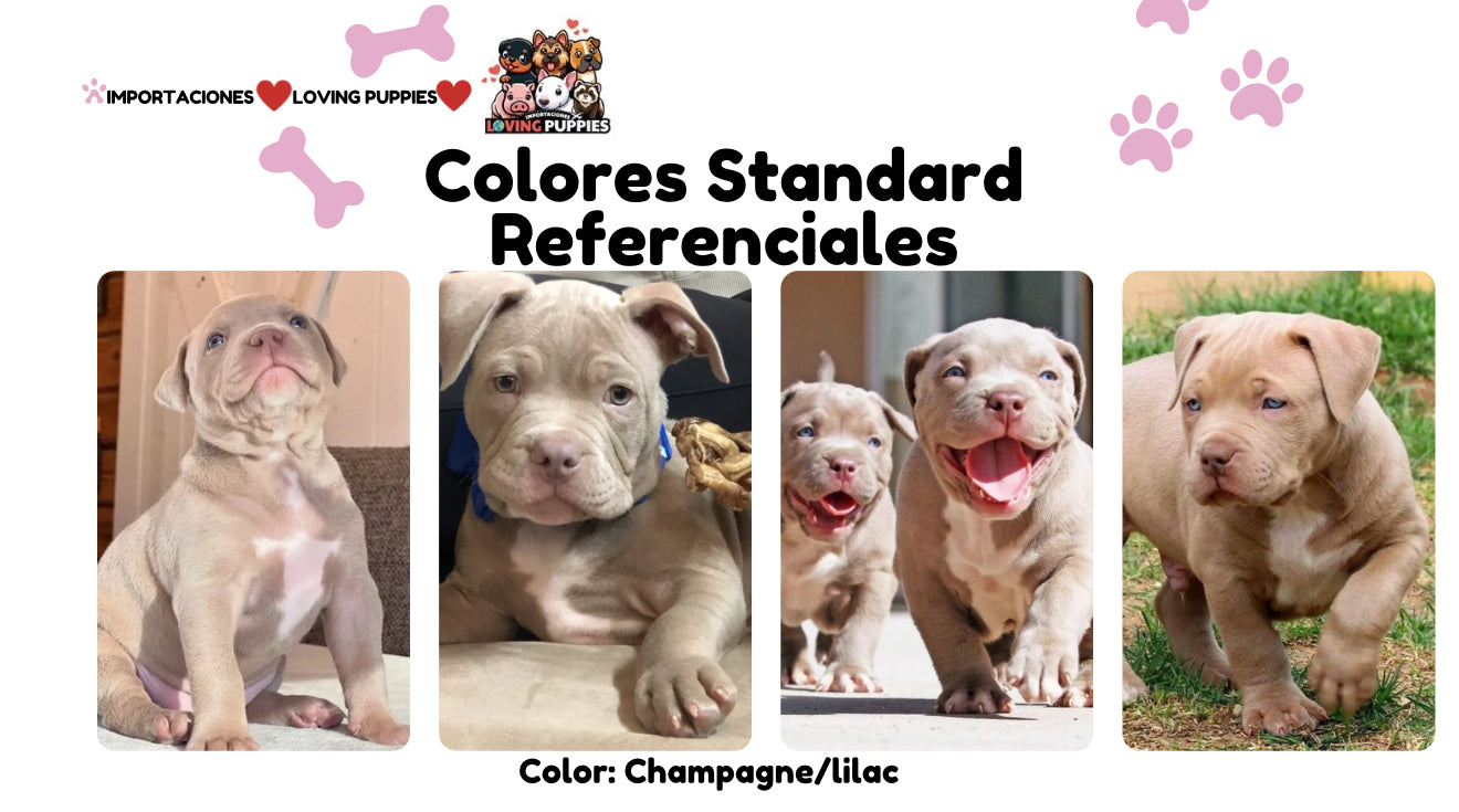 American Bully