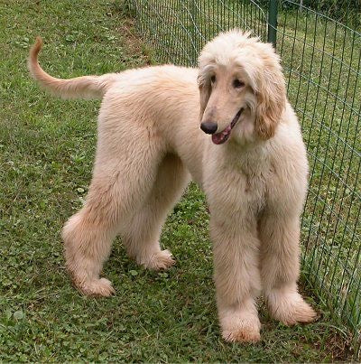 Afghan Hound (Galgo Afgano)