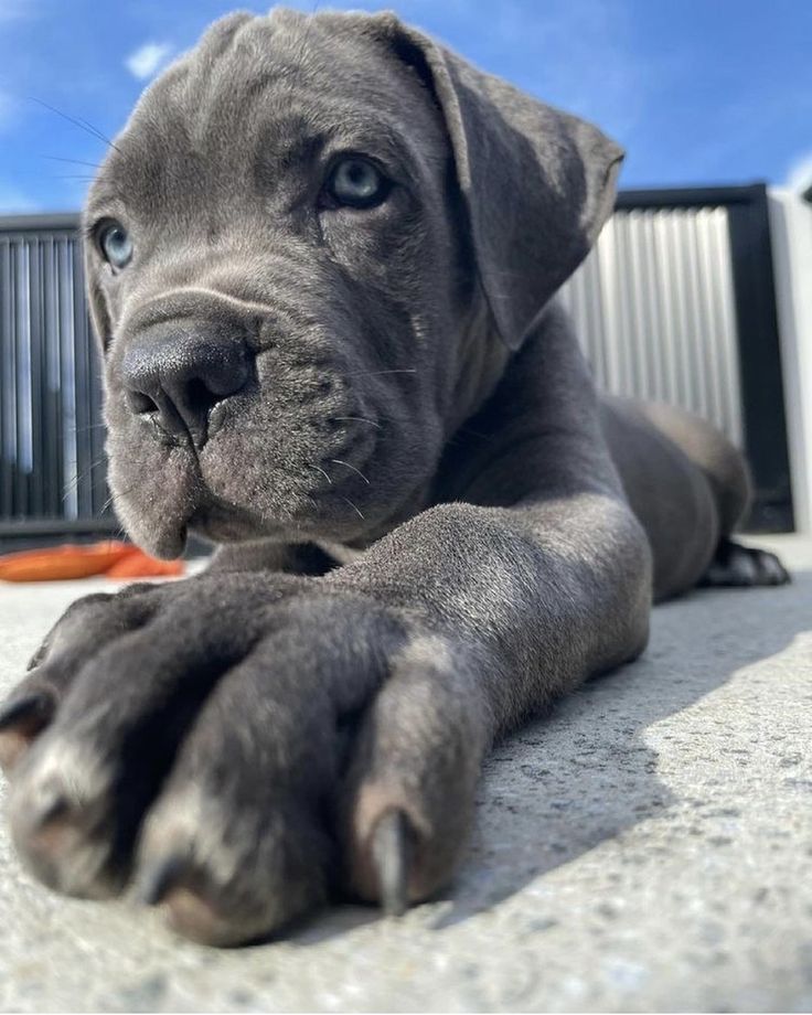 Cane Corso
