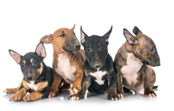 Bull Terrier