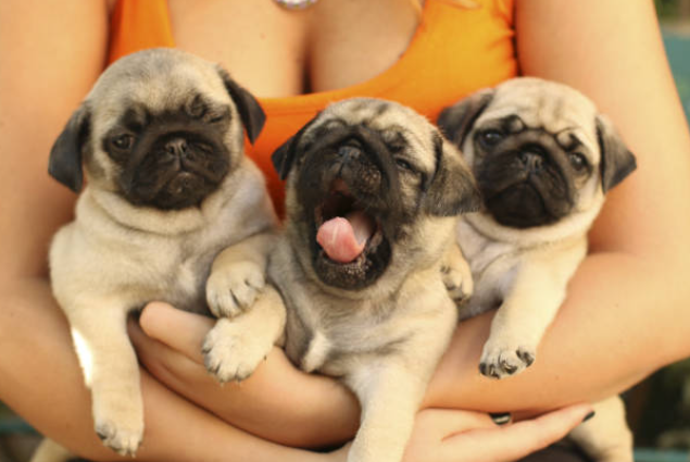 Pug