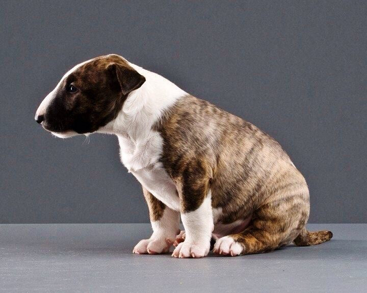 Bull Terrier