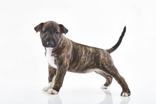 Bull Terrier