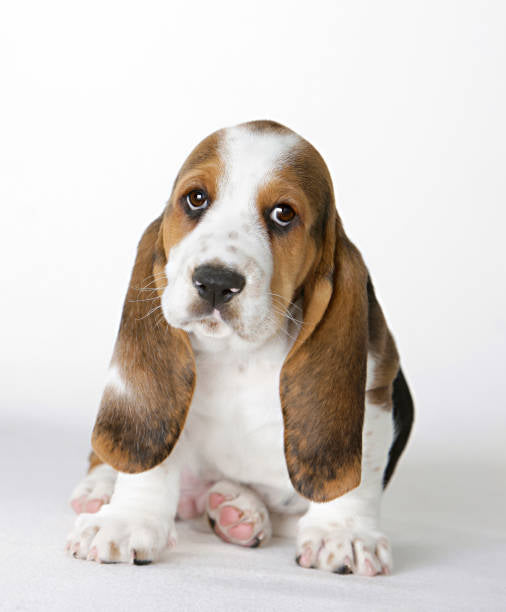 Basset Hound