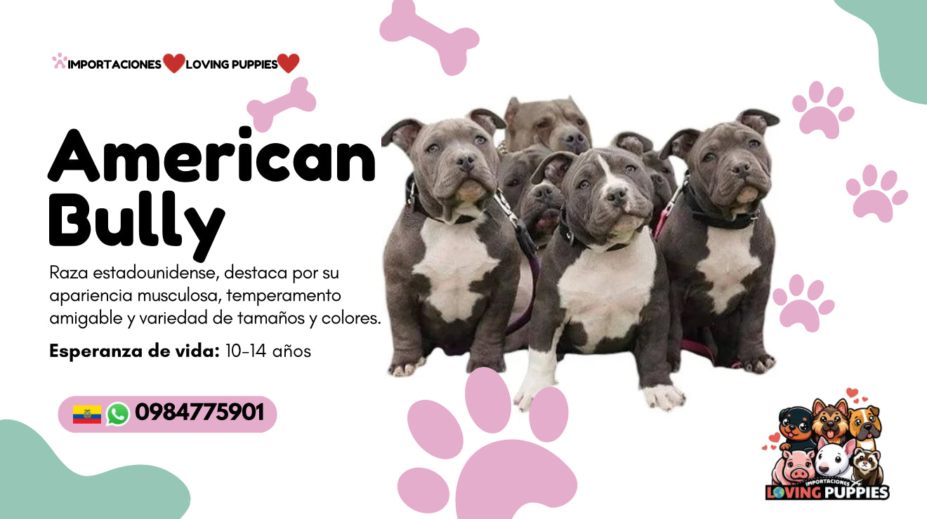 American Bully