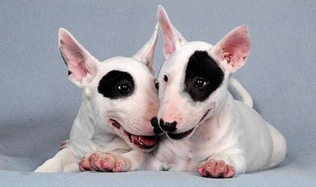 Bull Terrier
