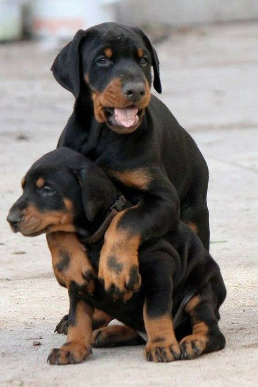 Doberman Linea Europea
