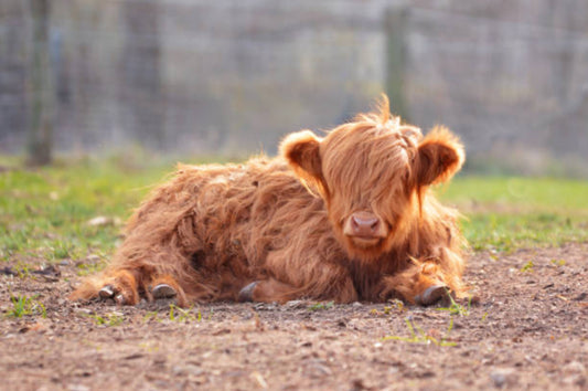 Mini Vaca Highland