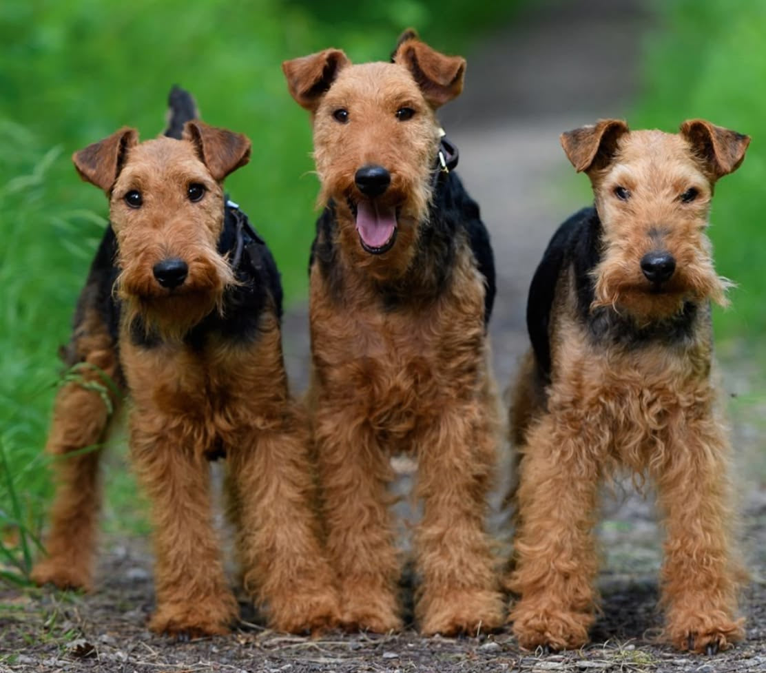 Airedale terrier