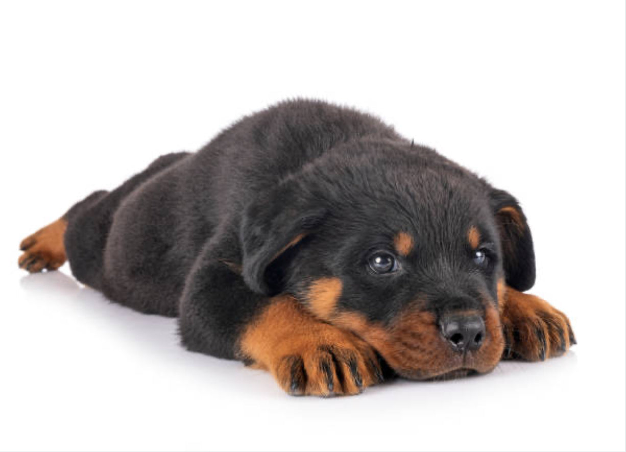 Rottweiler