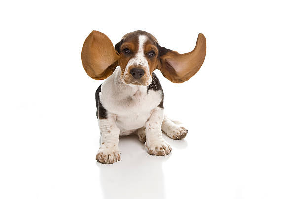 Basset Hound