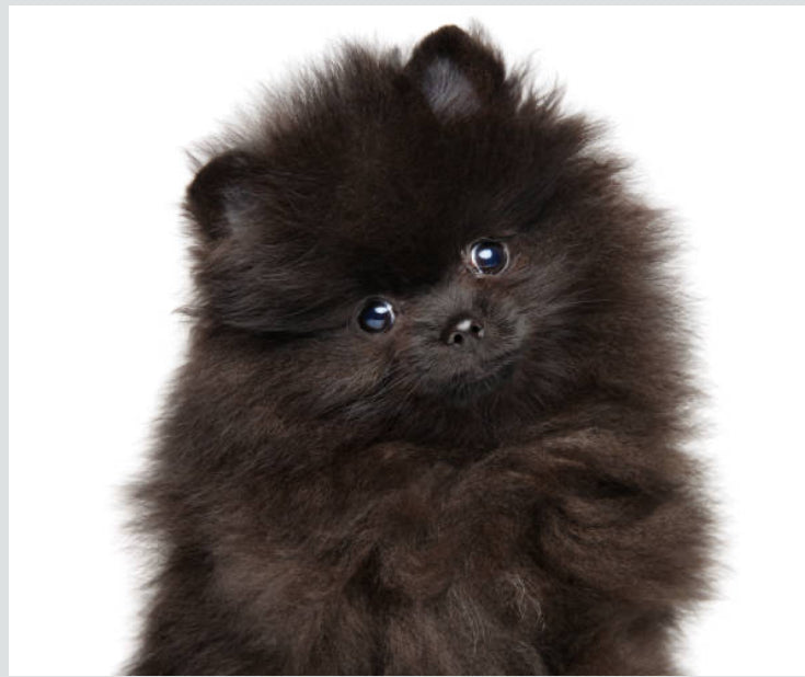 Pomerania