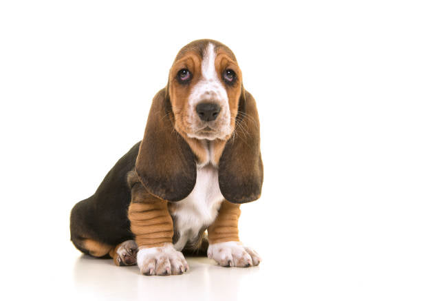 Basset Hound