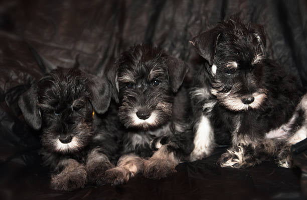Schnauzer Gigante