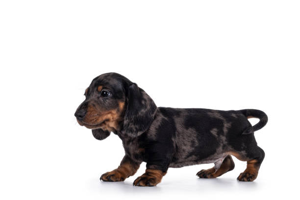 Dachshund Merle de Pelo Corto