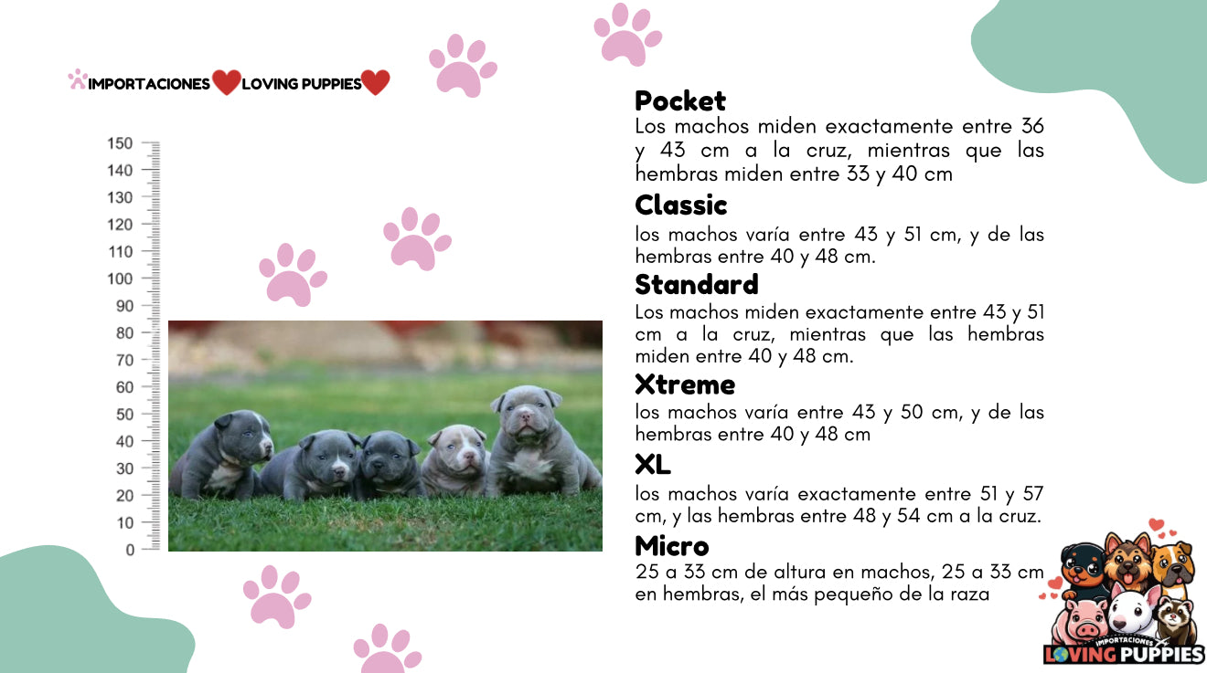 American Bully