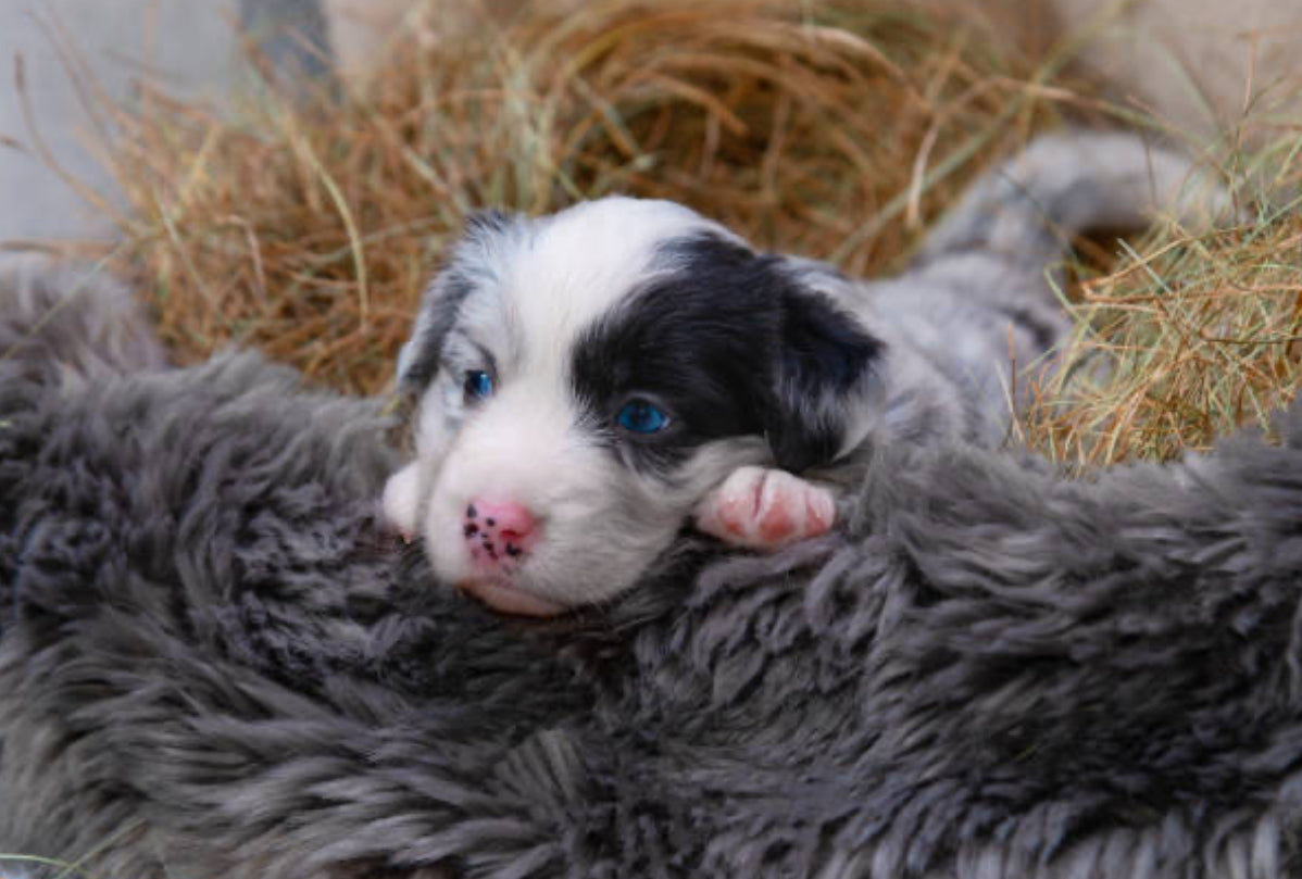 Pastor Ovejero Australiano (Australian Shepherd)
