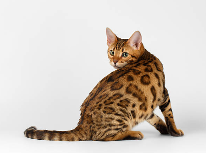 Gato Bengalí