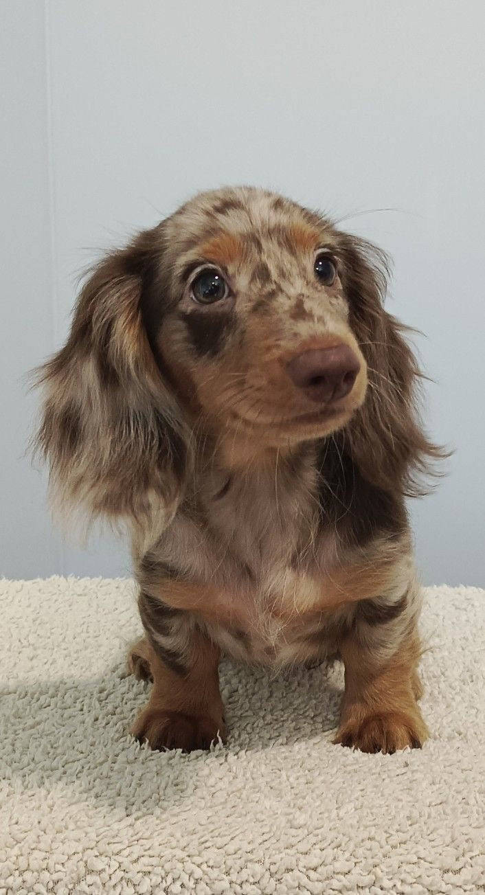 Dachshund Exótico Merle Pelo Largo