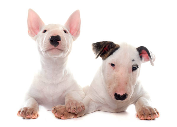 Bull Terrier