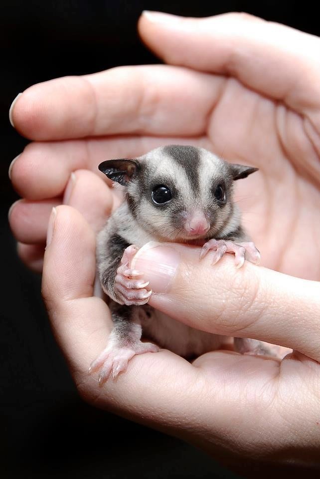 Sugar Glider
