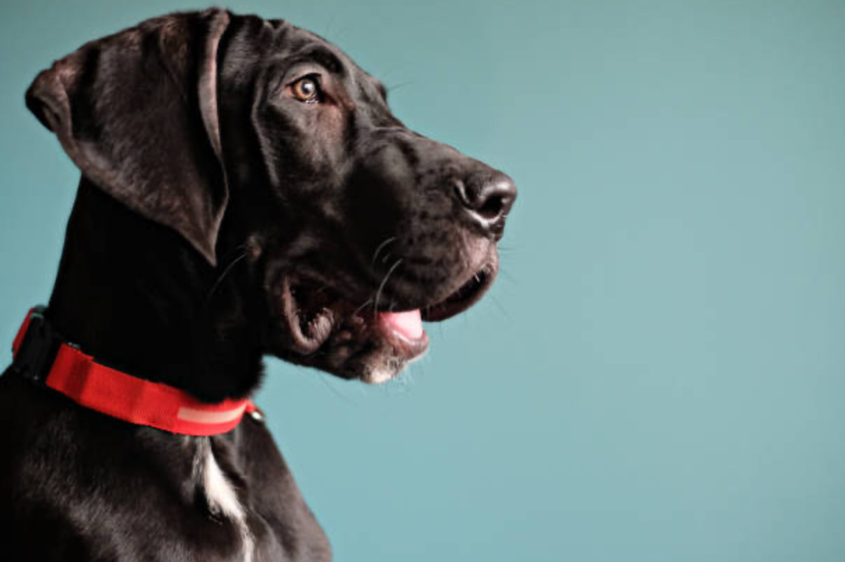 Gran Danés (Dogo Alemán)