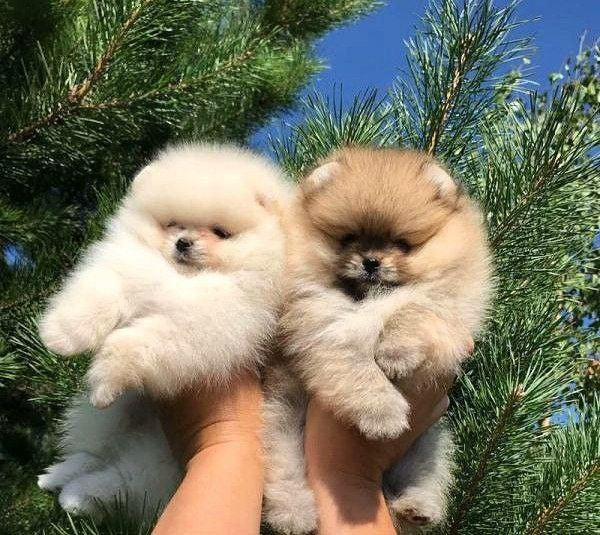 Pomerania