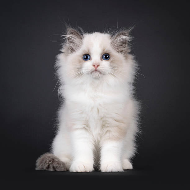Gato Ragdoll