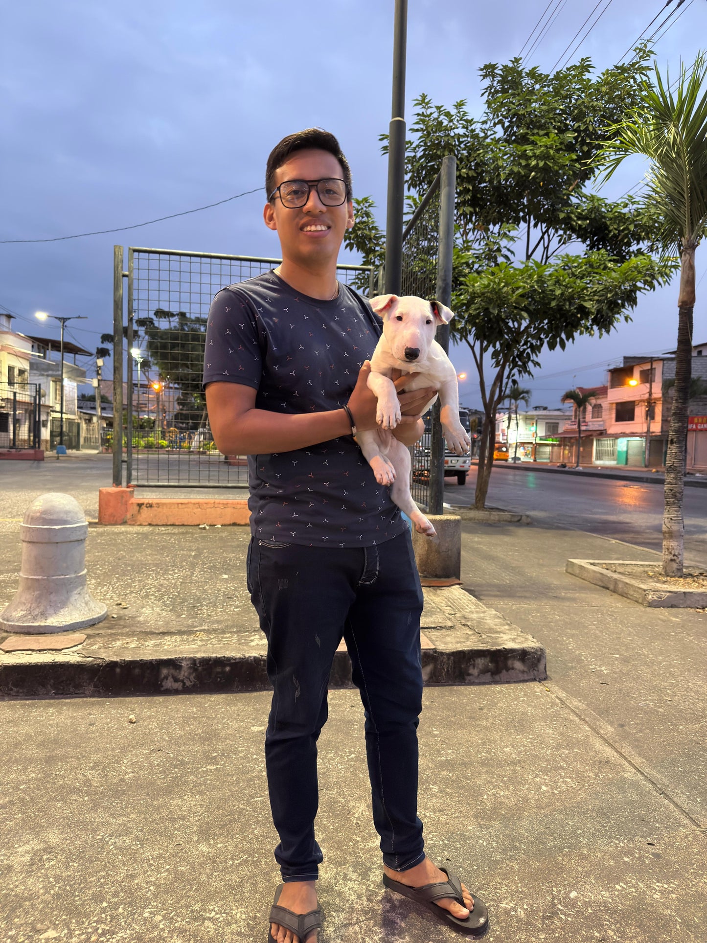 Bull Terrier