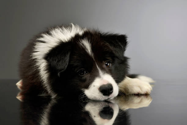 Border Collie Standard