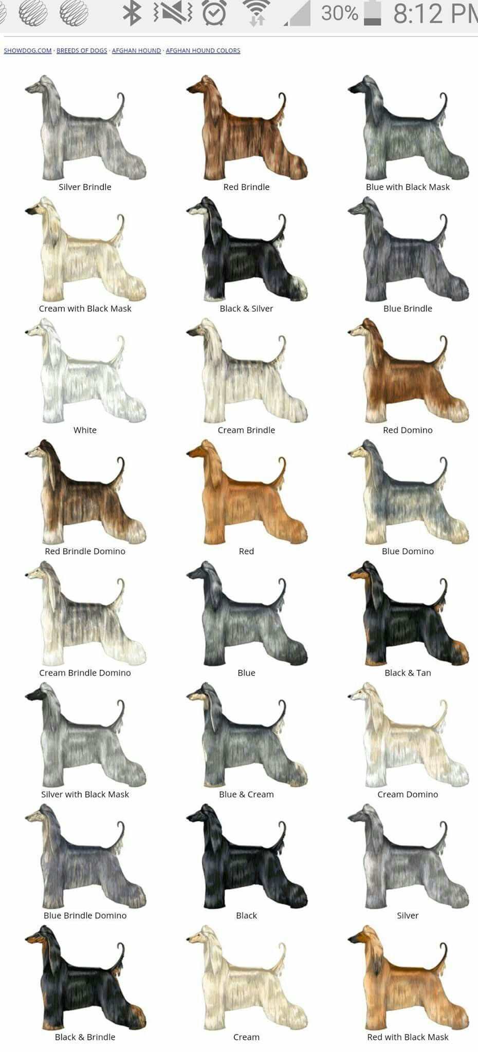 Afghan Hound (Galgo Afgano)
