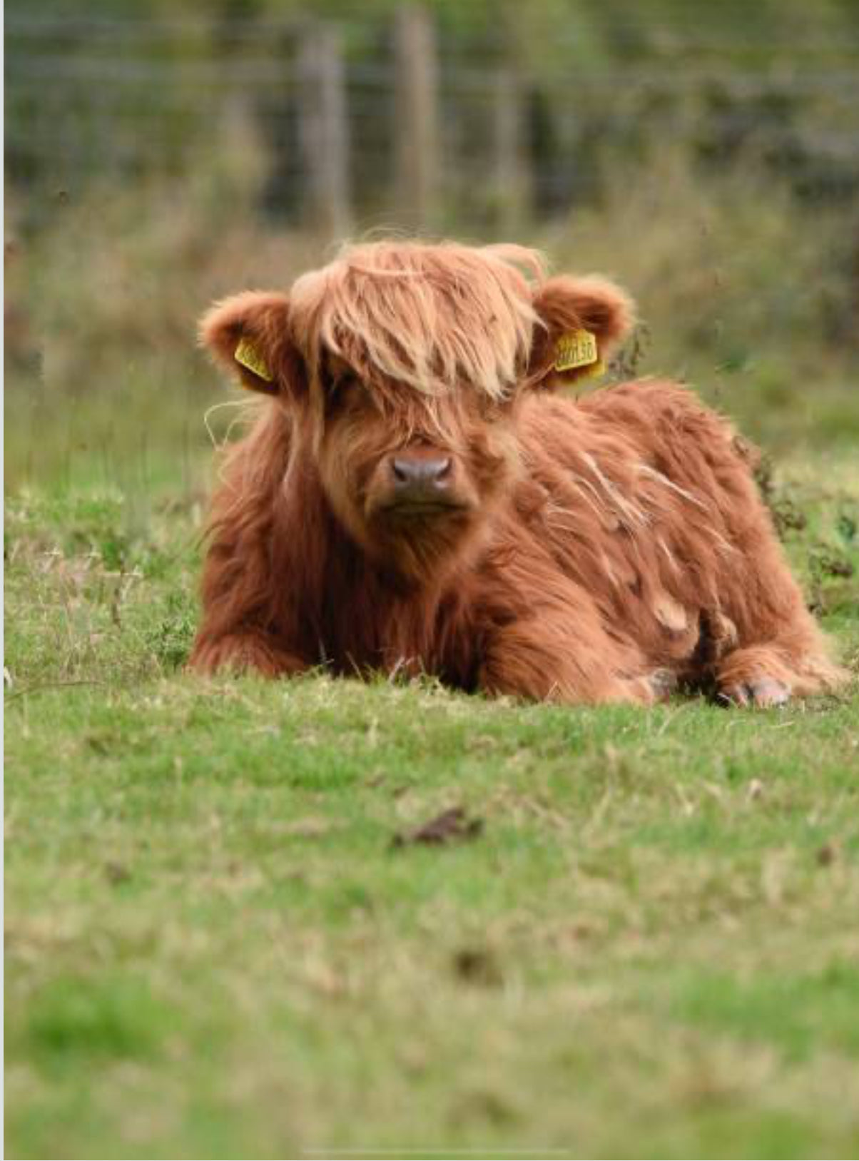 Mini Vaca Highland